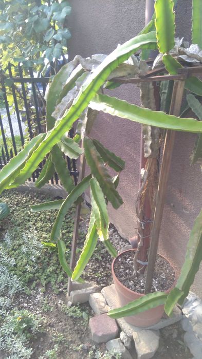 Pitahaya, Pitaja (H.Undatus + H.Megalanthus)