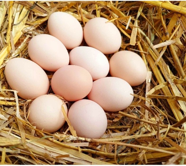 Jaja wiejskie z wolnego wybiegu