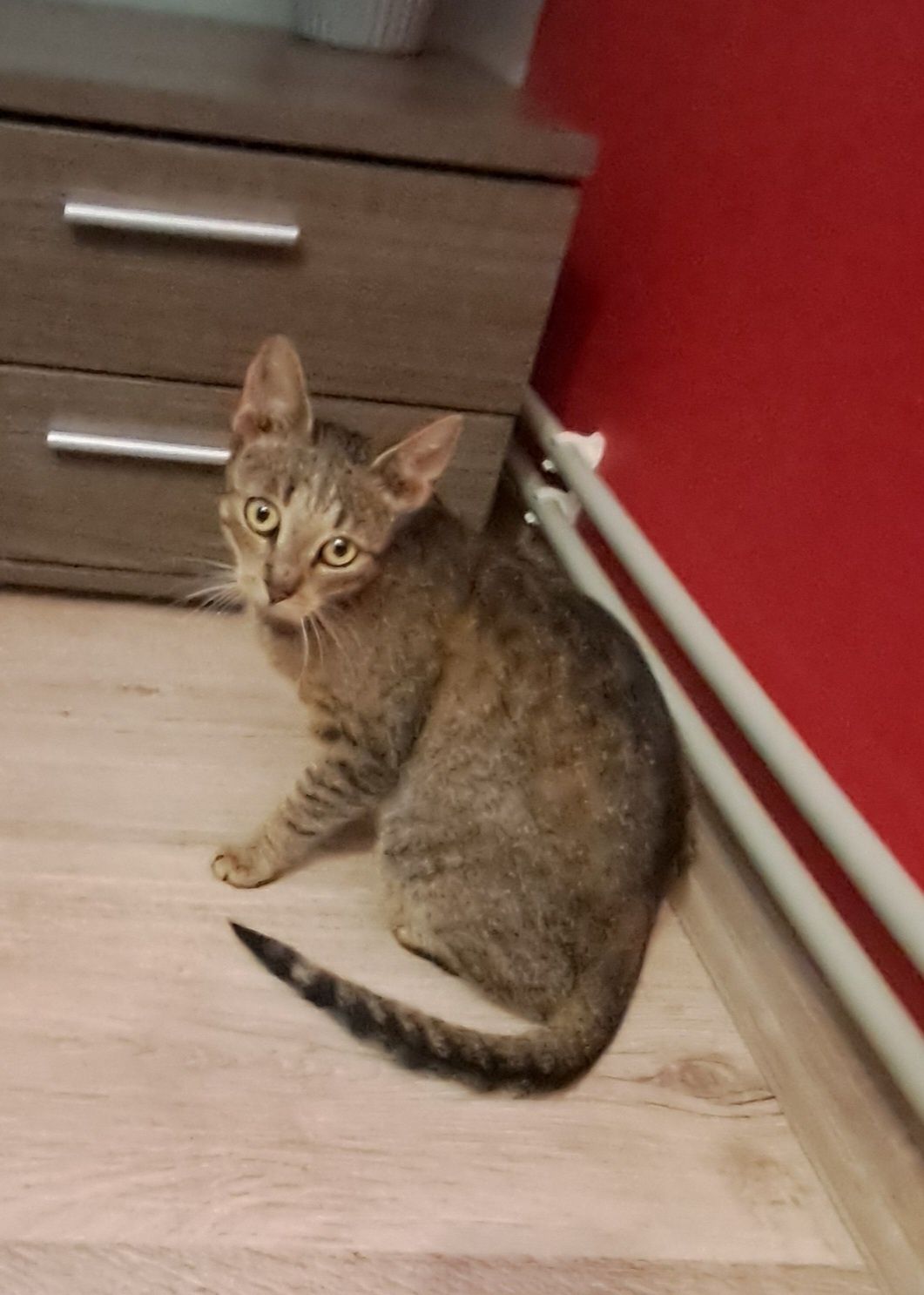 Freya, 1,5 roczna koteczka szuka domku
