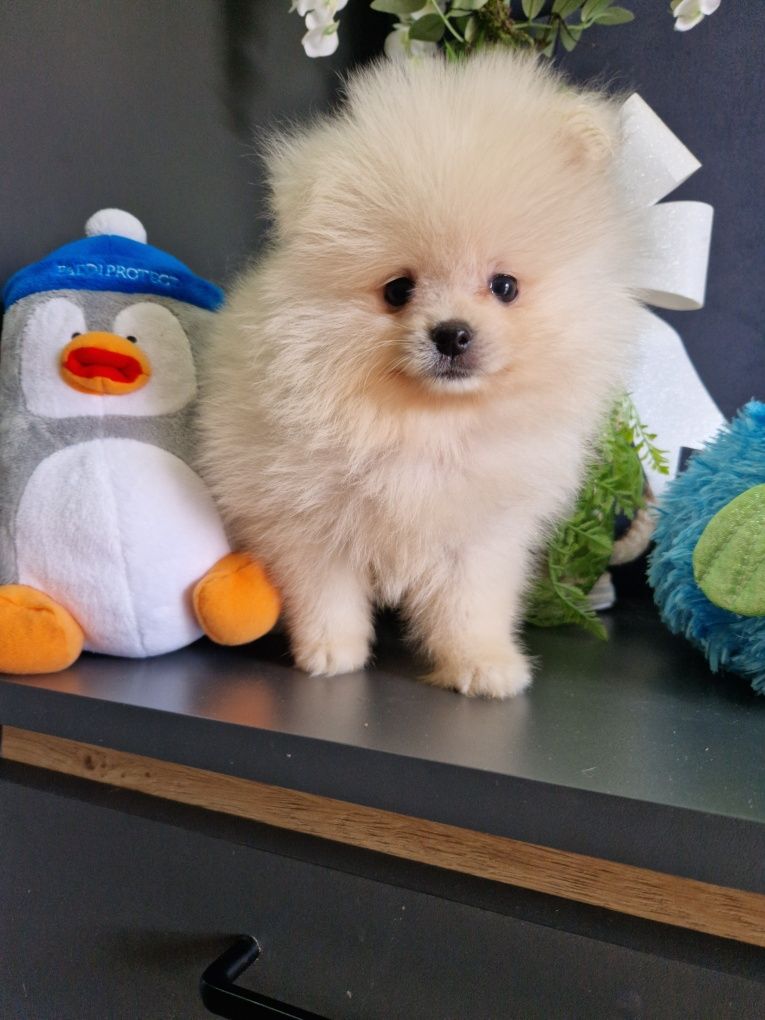 Szpic miniaturowy Pomeranian Boo 2xszczepienia wyprawka I leg