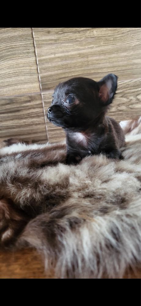 chihuahua piesek