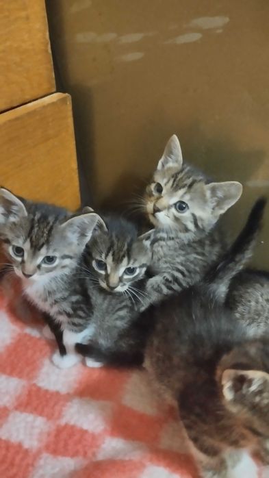 Кошенята в добрі руки