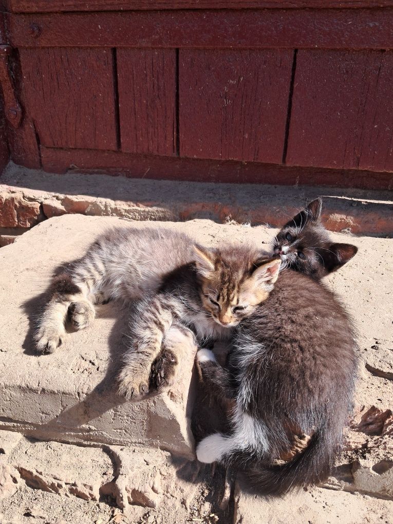 Домашні котики...