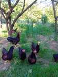 Jaja lęgowe Karmazyn, Rhode island red