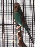 Aves exoticas e galinhas