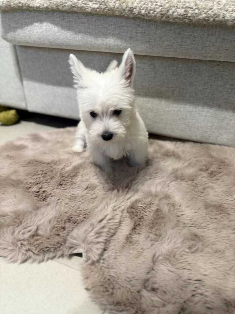 West Terrier malutka sunia