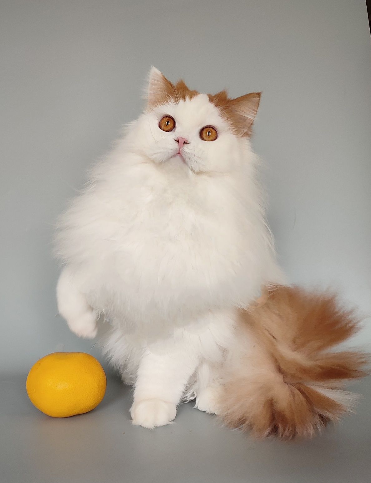 Шотландський котик