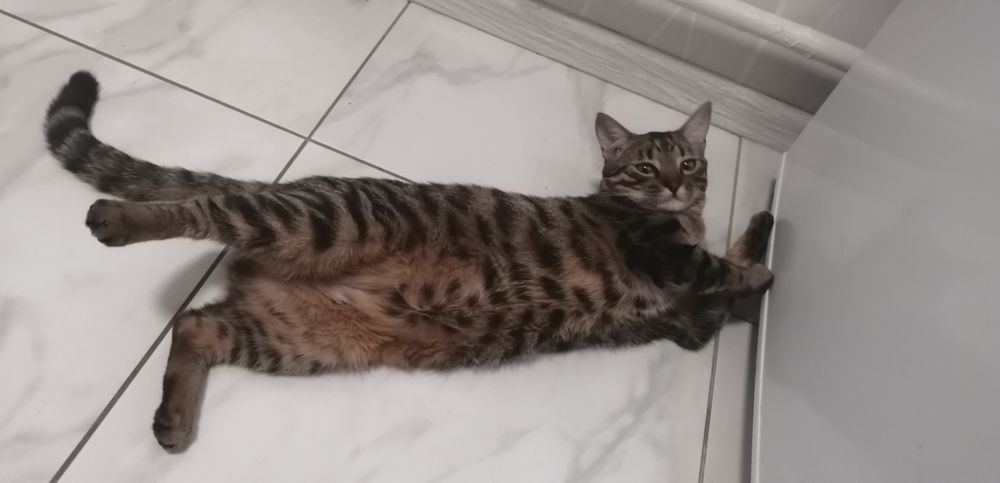 Вязка!!! Бенгальская кошка ищет жениха