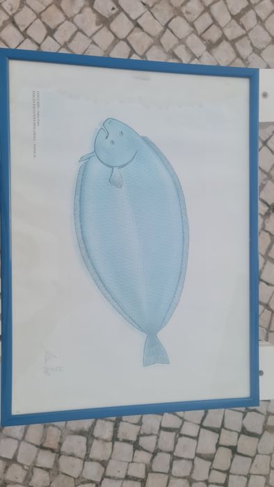 Quadros de peixe (loja de congelados)