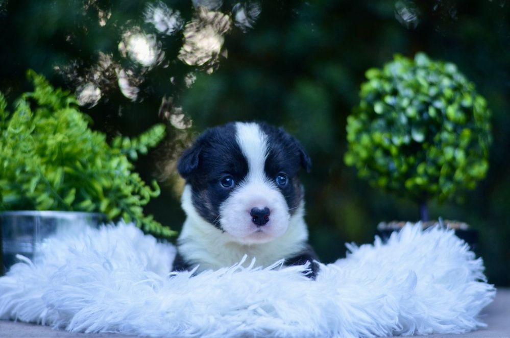 Welsh corgi cardigan FCI