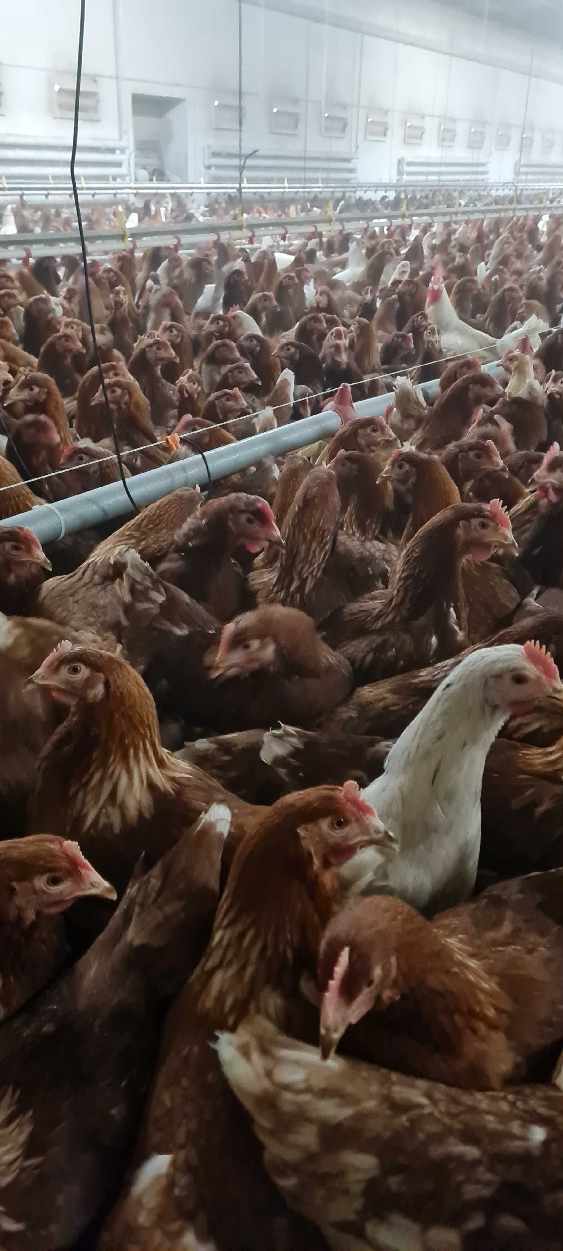 Kurki Nioski młode z pierwszym jajkiem.Kury Rosa messa Leghorn.DOWÓZ!