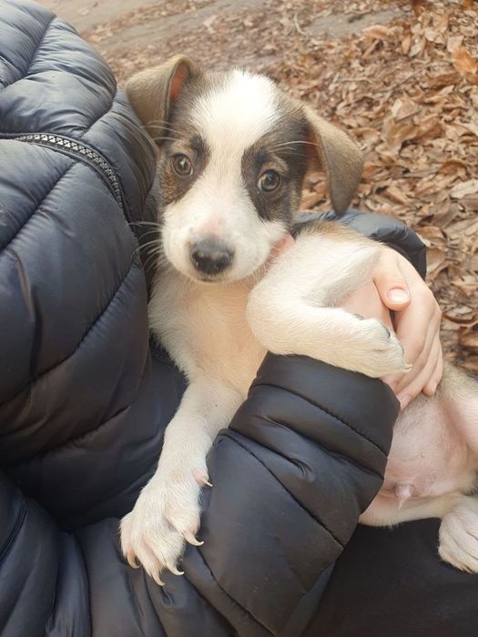 Отдам даром в добрые руки щенков