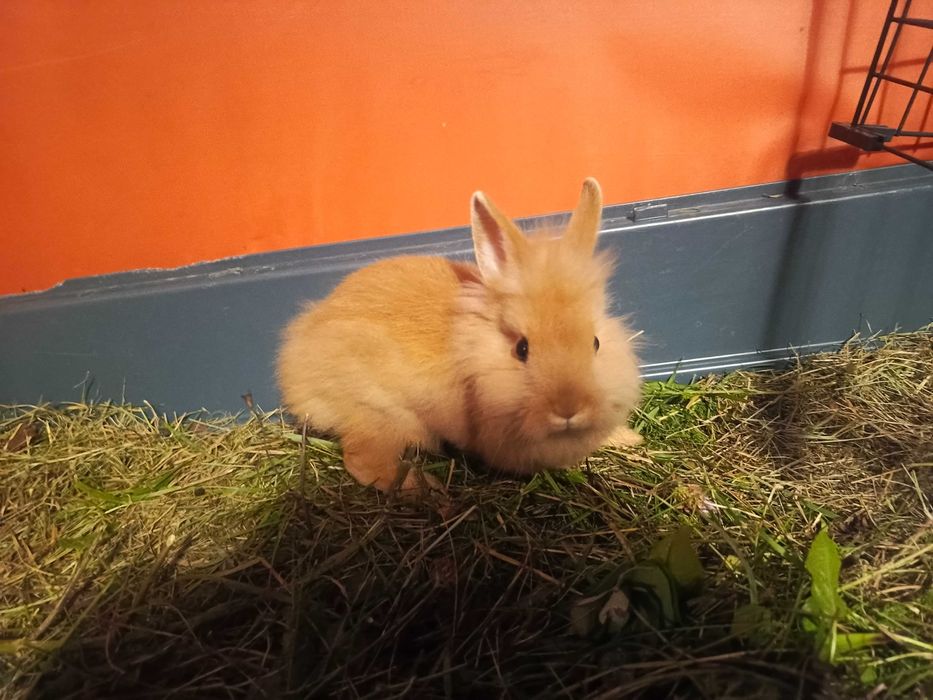 Królik miniaturka - króliki miniaturki