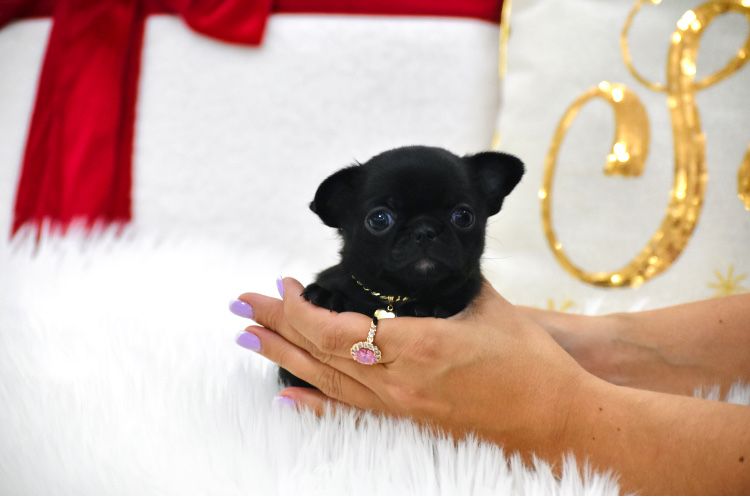 Chihuahua Cudna Malutka XXS Suczka na Święta