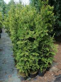 Thuja aureospicata idealna na żywopłot