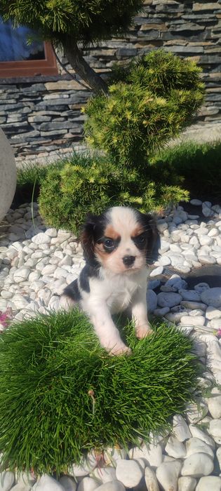 Szczeniak Cavalier King Charles Spaniel