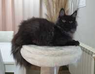 Maine coon macho com Lop
