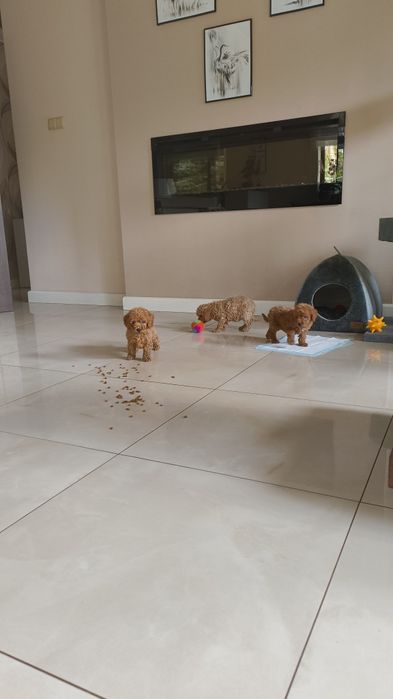 Pudel Red Miniaturowy urocze maleństwo