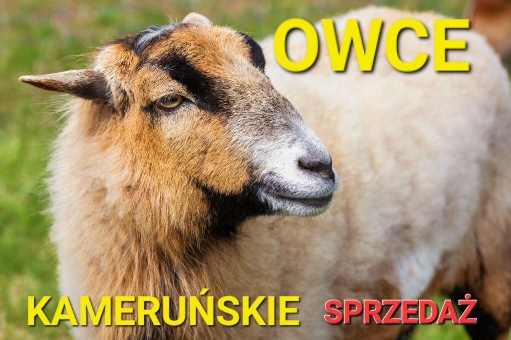 Owce Kameruńskie - sprzedaż