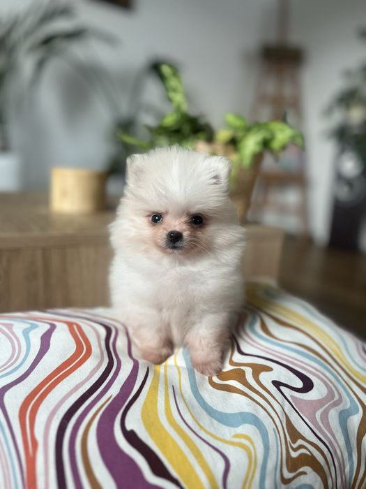 Perełka - Kremowa suczka xxs pomeranian, szpic miniaturowy
