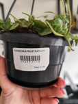 Peperomia prostata/colar de tartaruga