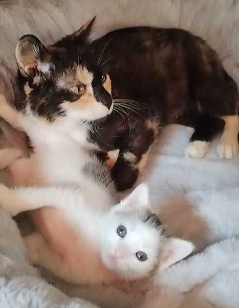 Piękna Izunia poleca się do adopcji;)