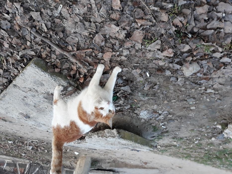 Молодая, стерилизованая, бывшедоманяя кошка!