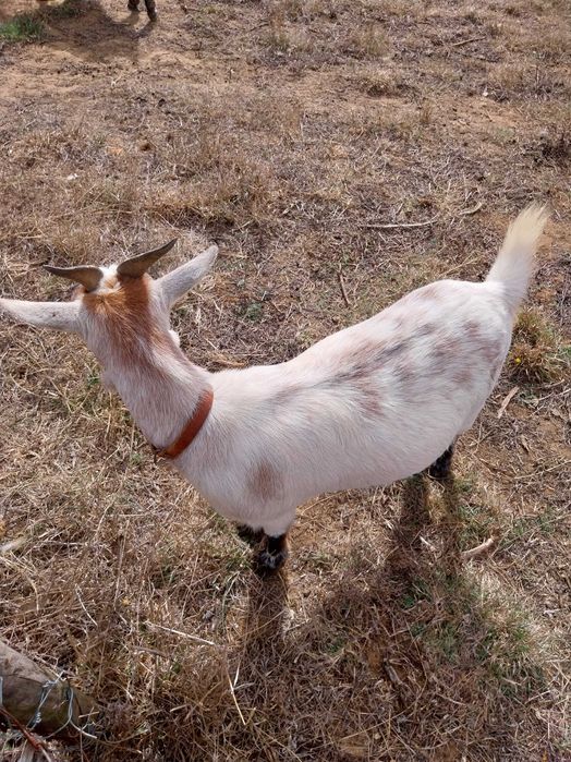 cabras anãs felizes