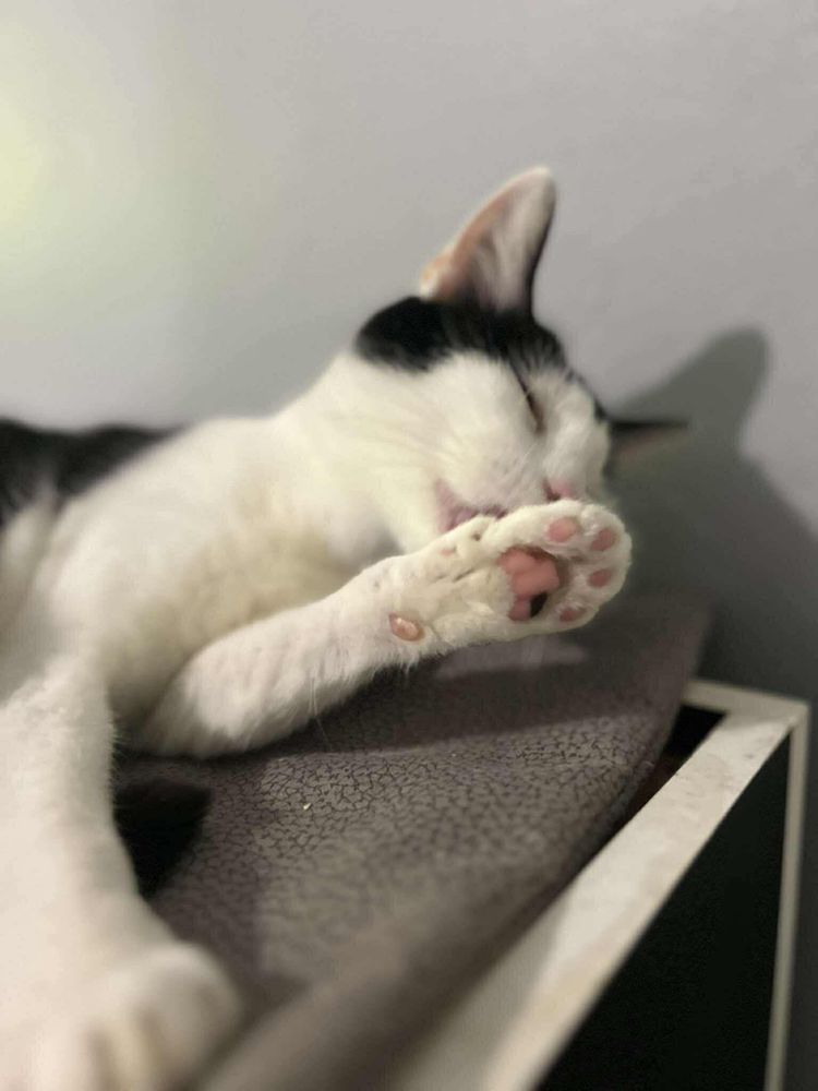 Kochana Ele poleca sie do adopcji
