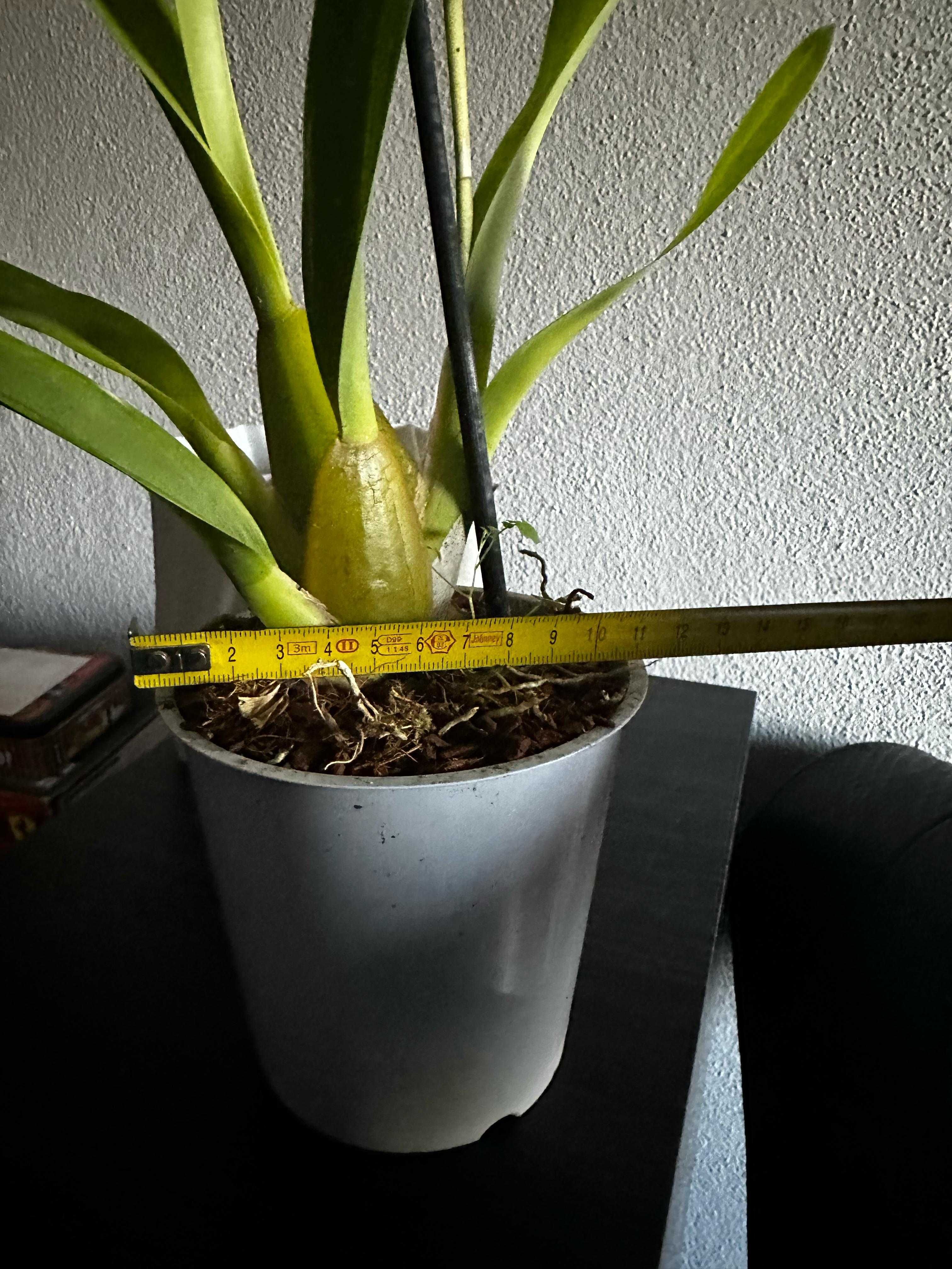 Vaso Exterior para Planta