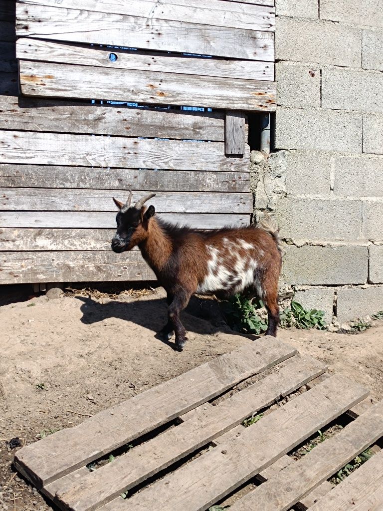 Cabras anãs machos e fêmeas