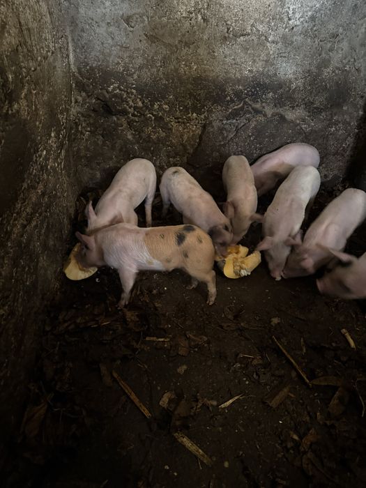 Свині домашні продаємо