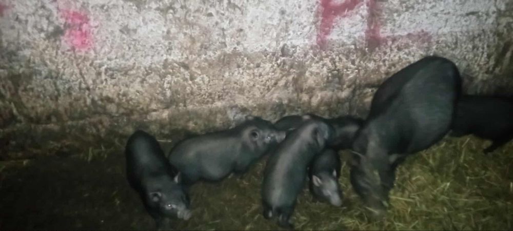 Sprzedam świnie wietnamskie