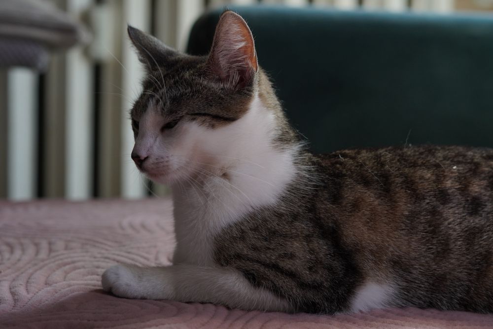 Juleczka- dorosła kotka wielkości kociaka szuka cierpliwego domu