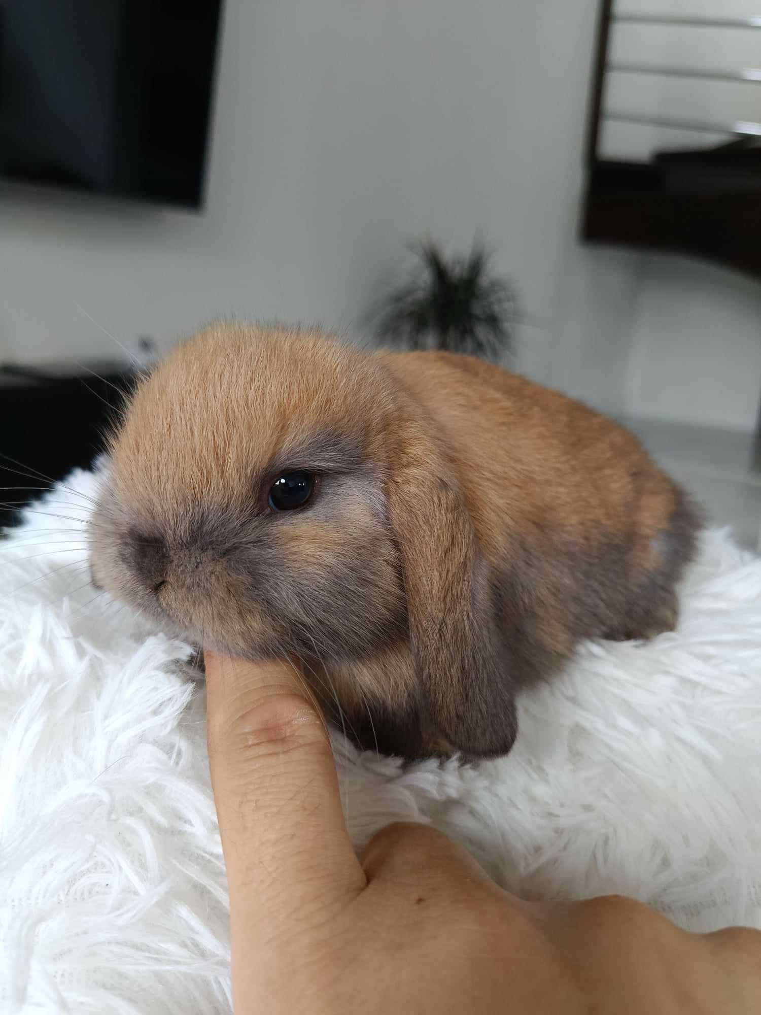 Mini lop karzełek Teddy hodowla zarejestrowana