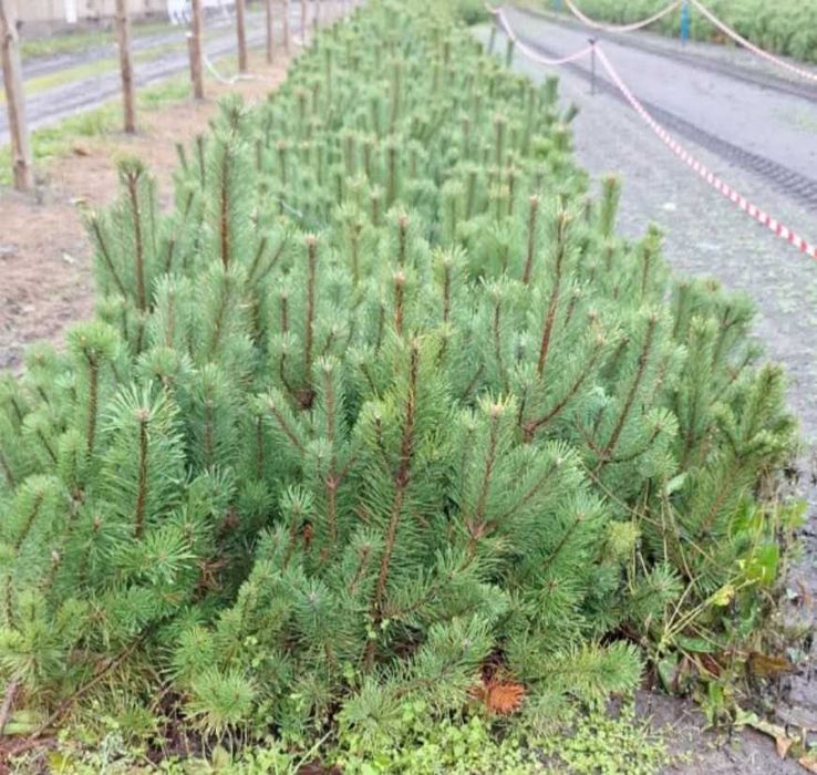 Sosna kosodrzewina Rotundata. 50 - 80 cm.