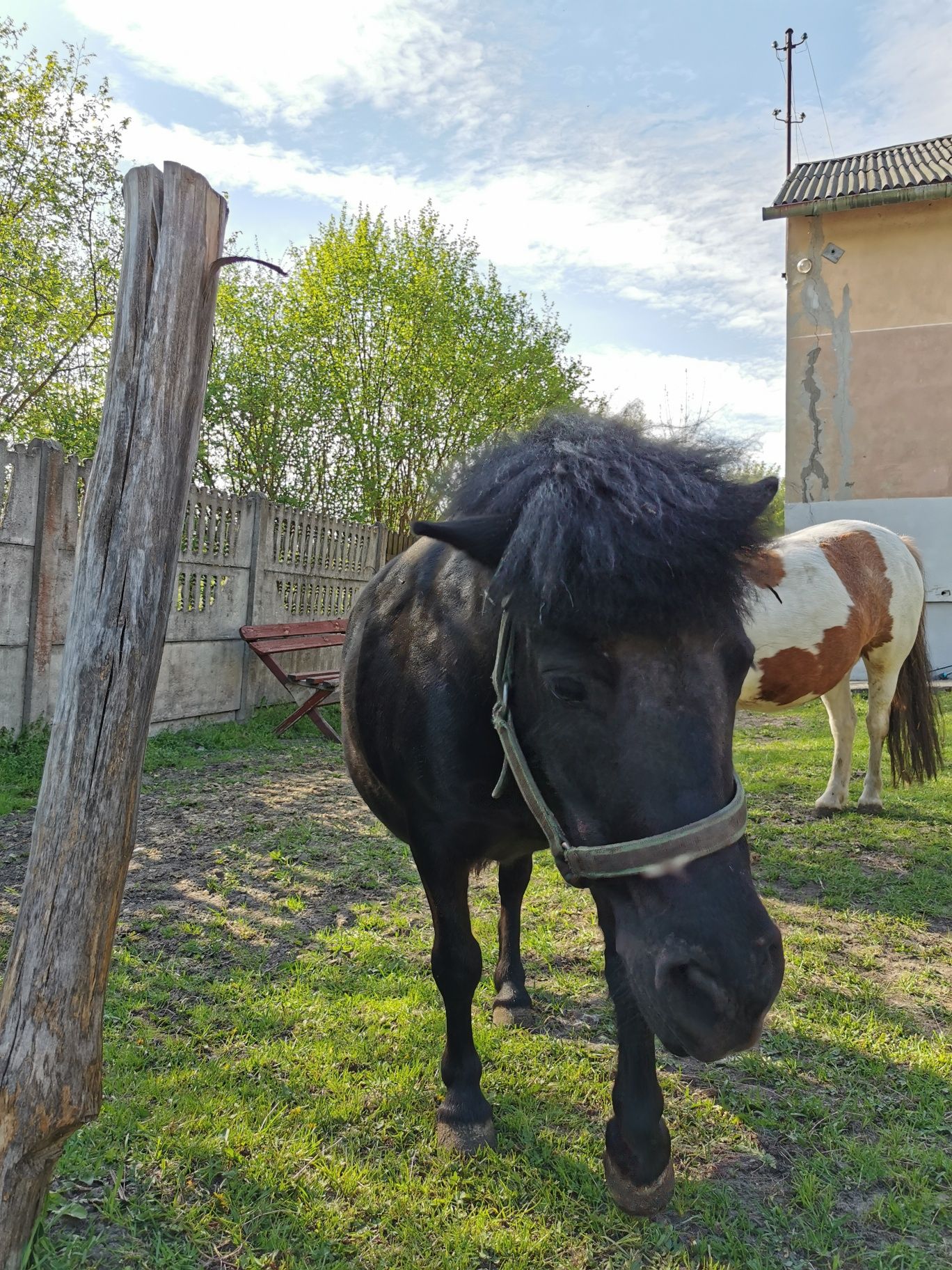 Kucyk, kucyki, koń