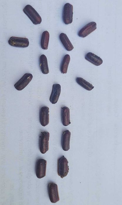 Jaja karaczana tureckiego ooteki karaczan turecki.