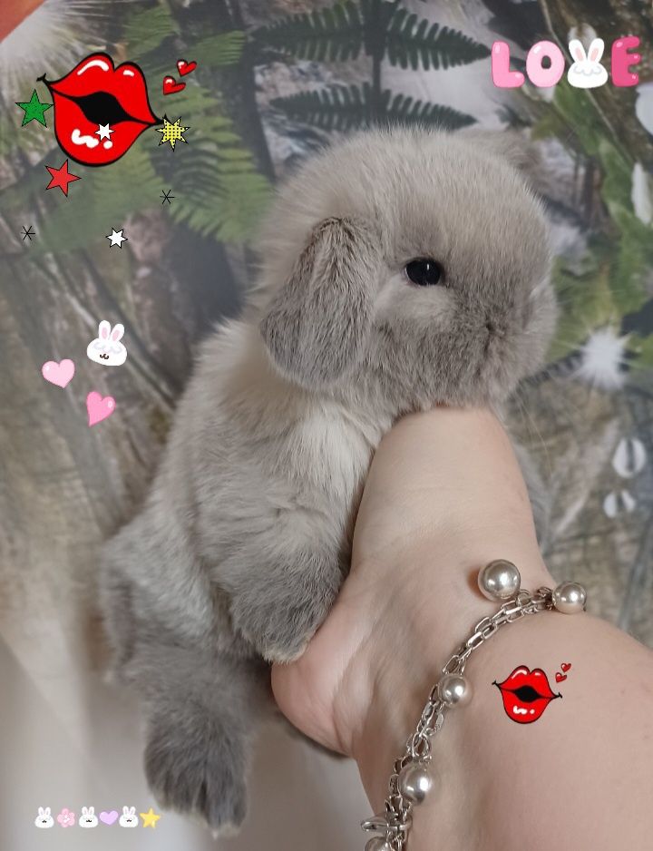 Kroliczki mini lop miniaturka hodowla zarejestrowana