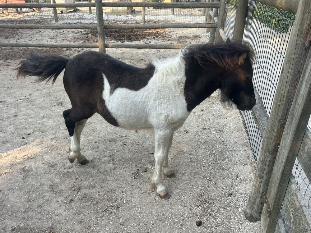 Ponei macho malhado com6 meses