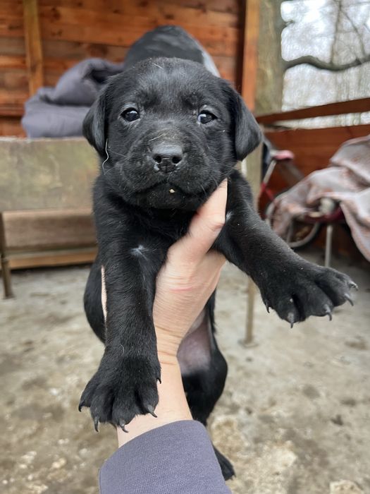 Цуценя лабрадора