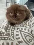 Gatinha Scottish Fold