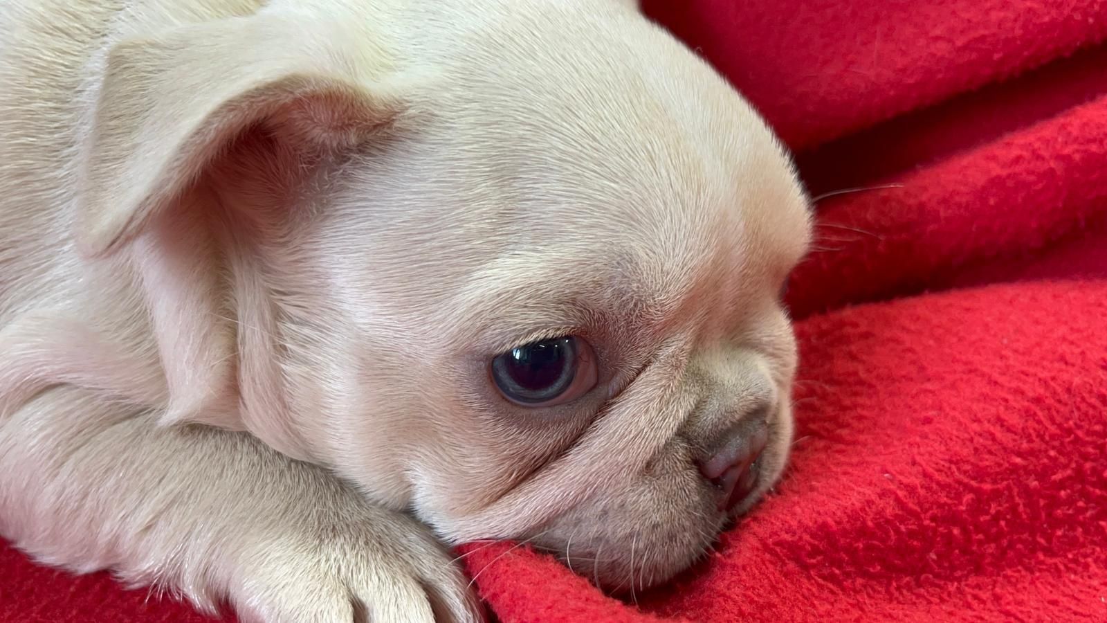 Bulldog Francês Fêmea Platinium. Olhos azuis. Um espetáculo!