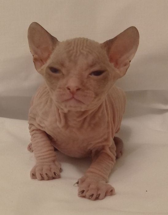 Империал ищет владельца