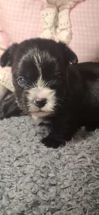 Piesek rasy Yorkshire terrier gen merle