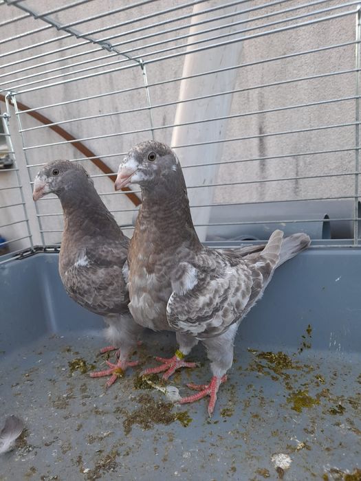 Gołębie ozdobne Kingi king