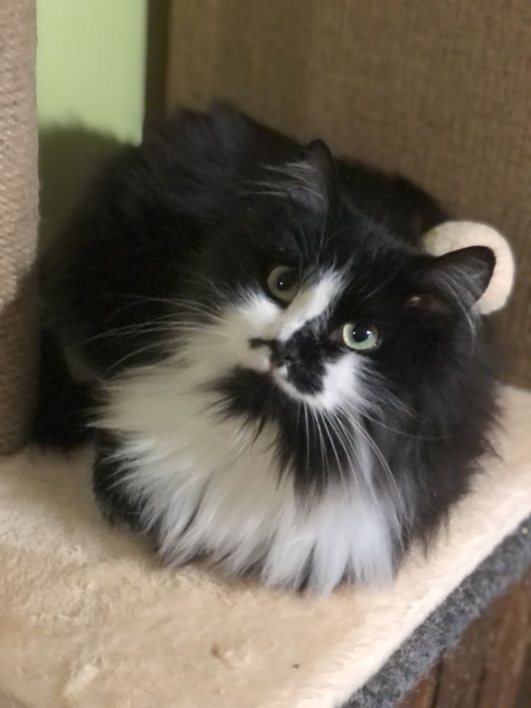Котик Мурзик 3 года бесплатно