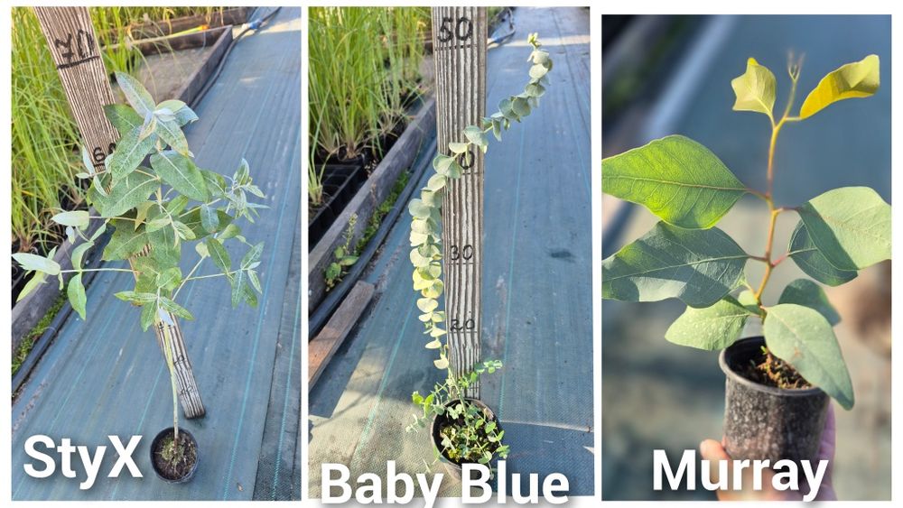 Евкаліпт, Скіммія японська Містік Марло, Фотинія, Кортадерія