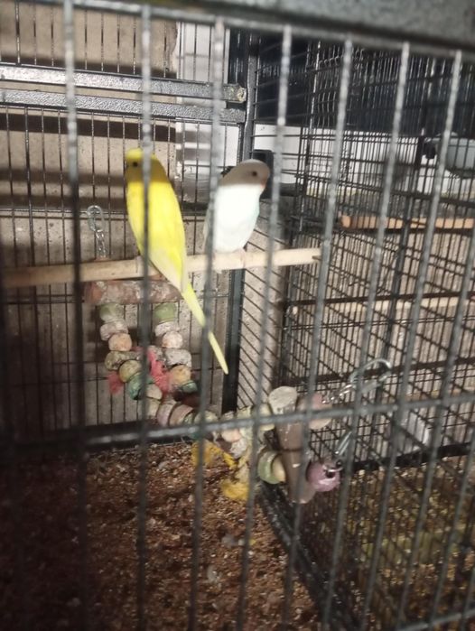 Papugi  papużki ptaszki