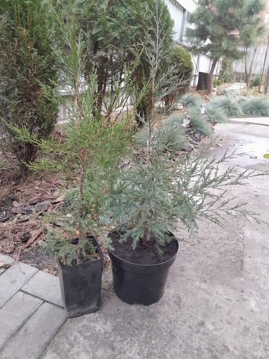 Можевельник, ялівець вергінський